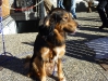 wsc_huettenwochenende2011_006_wigges_wachhund