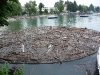 Treibholz 2011